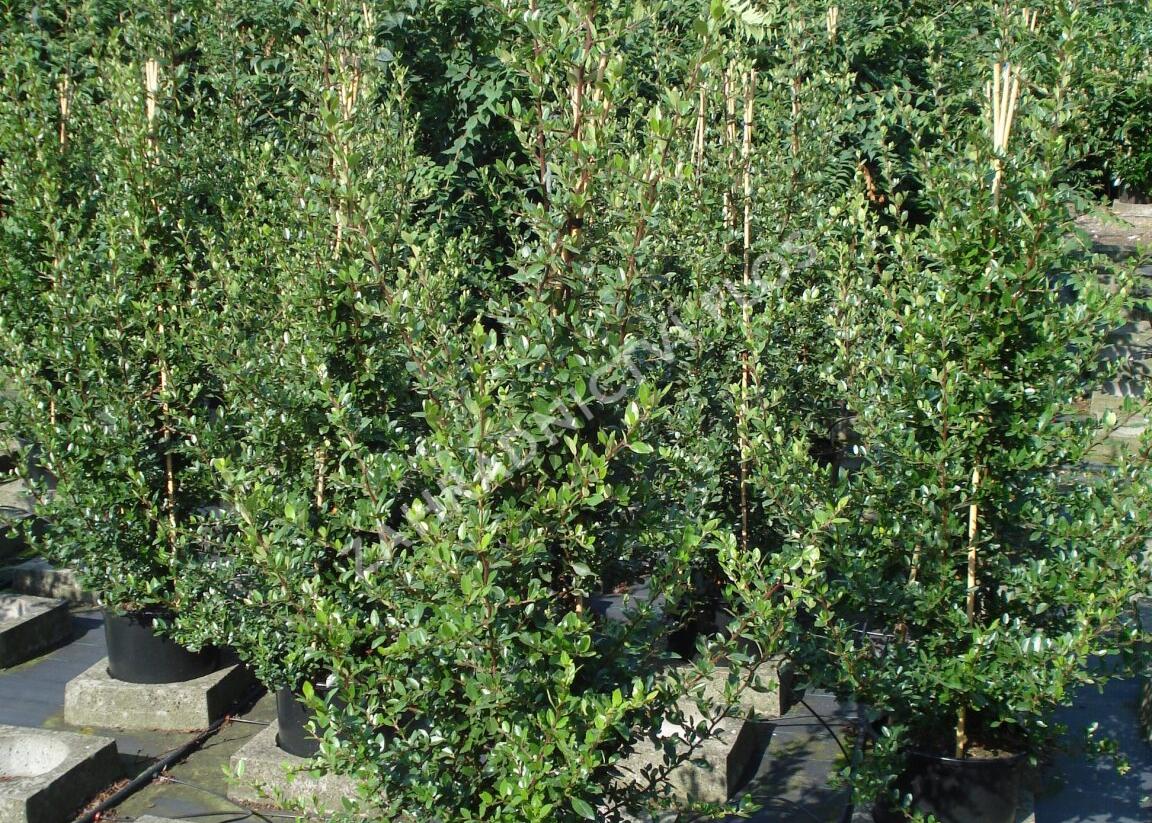 Hlohyně šarlatová 'Red Column' - Pyracantha coccinea 'Red Column'