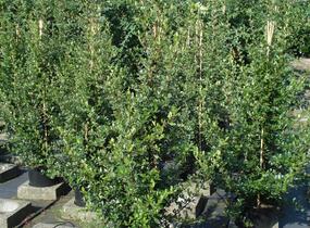 Hlohyně šarlatová 'Red Column' - Pyracantha coccinea 'Red Column'
