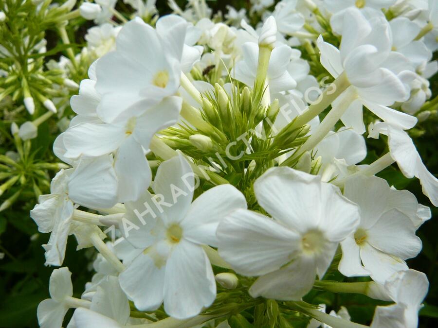 Plamenka latnatá 'Fujiyama' - Phlox paniculata 'Fujiyama'