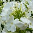 Plamenka latnatá 'Fujiyama' - Phlox paniculata 'Fujiyama'