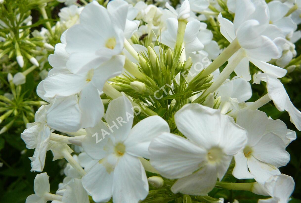 Plamenka latnatá 'Fujiyama' - Phlox paniculata 'Fujiyama'