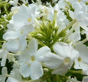 Plamenka latnatá 'Fujiyama' - Phlox paniculata 'Fujiyama'