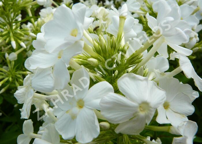 Plamenka latnatá 'Fujiyama' - Phlox paniculata 'Fujiyama'