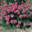 Trávnička přímořská 'Compacta Rubra' - Armeria maritima 'Compacta Rubra'