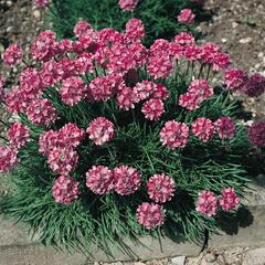 Trávnička přímořská 'Compacta Rubra' - Armeria maritima 'Compacta Rubra'