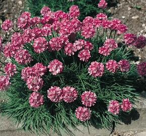 Trávnička přímořská 'Compacta Rubra' - Armeria maritima 'Compacta Rubra'