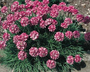 Trávnička přímořská 'Compacta Rubra'