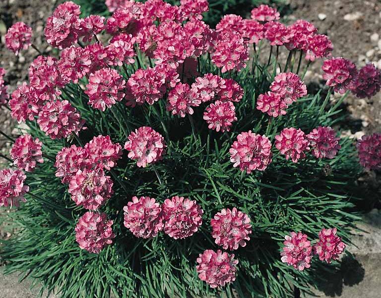 Trávnička přímořská 'Compacta Rubra' - Armeria maritima 'Compacta Rubra'