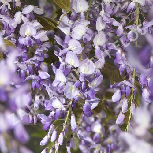 Vistárie čínská 'Prolific' - Wisteria sinensis 'Prolific'