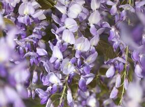 Vistárie čínská 'Prolific' - Wisteria sinensis 'Prolific'