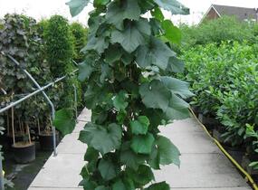 Réva Coignetové - Vitis coignetiae