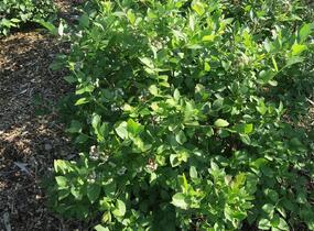 Borůvka chocholičnatá, kanadská borůvka 'Bluecrop' - Vaccinium corymbosum 'Bluecrop'