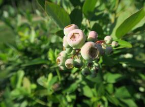 Borůvka chocholičnatá, kanadská borůvka 'Bluecrop' - Vaccinium corymbosum 'Bluecrop'