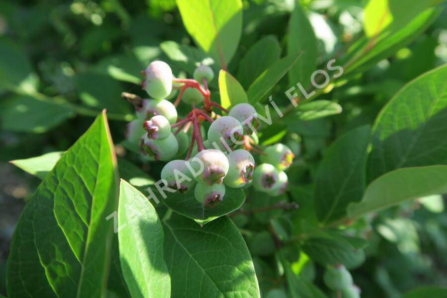 Borůvka chocholičnatá, kanadská borůvka 'Bluecrop' - Vaccinium corymbosum 'Bluecrop'