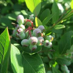Borůvka chocholičnatá, kanadská borůvka 'Bluecrop' - Vaccinium corymbosum 'Bluecrop'