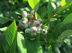 Borůvka chocholičnatá, kanadská borůvka 'Bluecrop' - Vaccinium corymbosum 'Bluecrop'