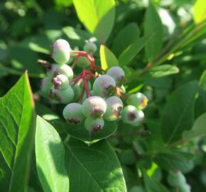 Borůvka chocholičnatá, kanadská borůvka 'Bluecrop' - Vaccinium corymbosum 'Bluecrop'