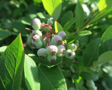 Borůvka chocholičnatá, kanadská borůvka 'Bluecrop'