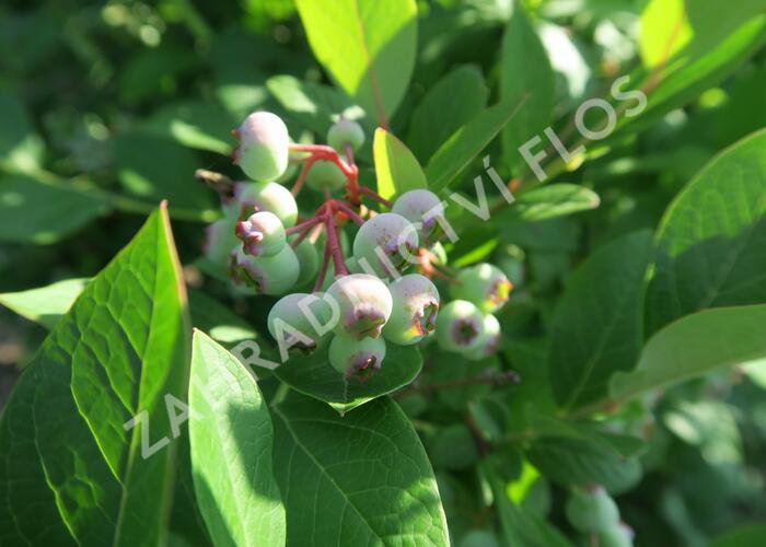 Borůvka chocholičnatá, kanadská borůvka 'Bluecrop' - Vaccinium corymbosum 'Bluecrop'