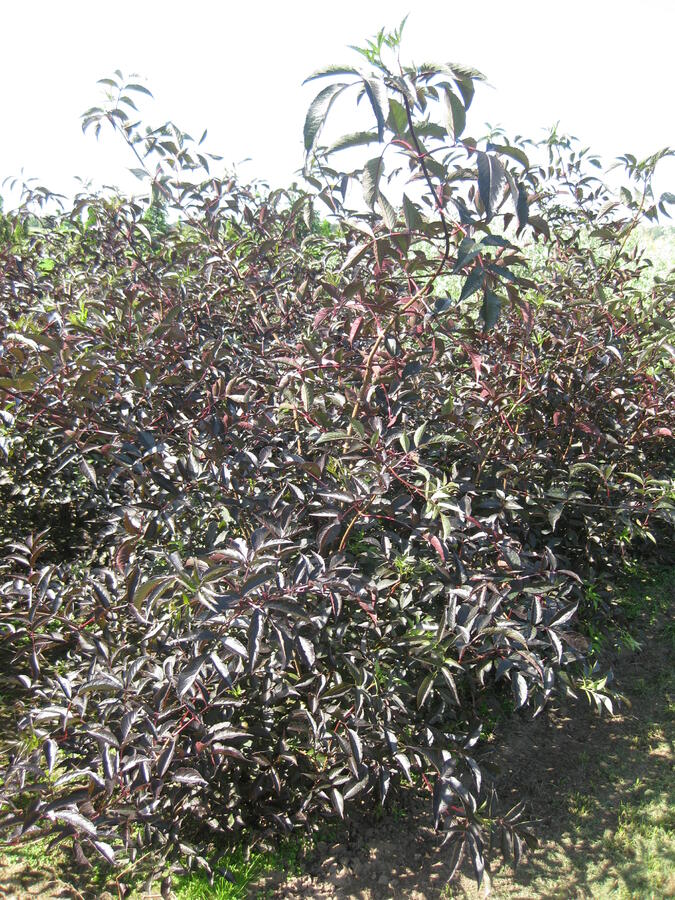 Bez černý 'Black Beauty' - Sambucus nigra 'Black Beauty'