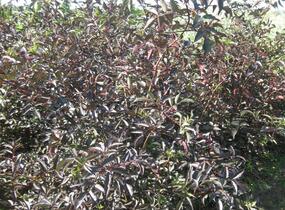 Bez černý 'Black Beauty' - Sambucus nigra 'Black Beauty'