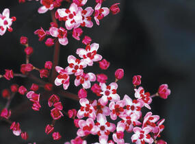 Bez černý 'Black Beauty' - Sambucus nigra 'Black Beauty'