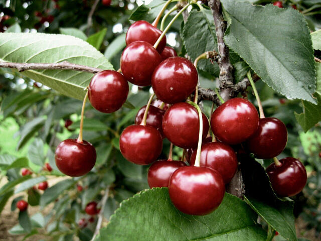 Višeň středně raná kyselka 'Érdi Bötermö' - Prunus cerasus 'Érdi Bötermö'
