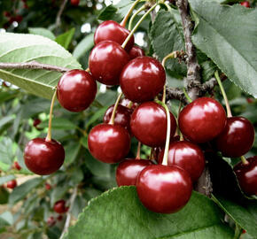 Višeň středně raná - kyselka 'Érdi Bötermö' - Prunus cerasus 'Érdi Bötermö'