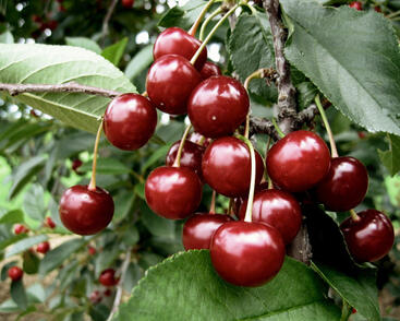 Višeň středně raná kyselka 'Érdi Bötermö'