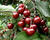 Višeň středně raná kyselka 'Érdi Bötermö'