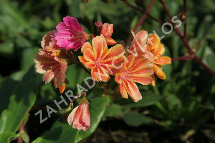 Levisie 'Rainbow Mix' - Lewisia x cotyledon 'Rainbow Mix'