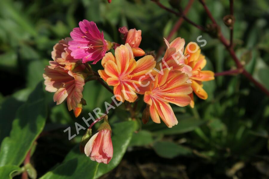 Levisie 'Rainbow Mix' - Lewisia x cotyledon 'Rainbow Mix'