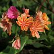 Levisie 'Rainbow Mix' - Lewisia x cotyledon 'Rainbow Mix'