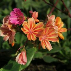 Levisie 'Rainbow Mix' - Lewisia x cotyledon 'Rainbow Mix'