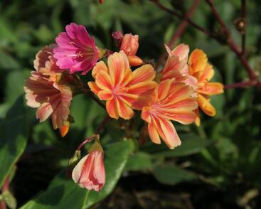 Levisie 'Rainbow Mix'