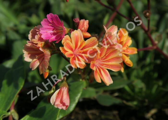 Levisie 'Rainbow Mix' - Lewisia x cotyledon 'Rainbow Mix'