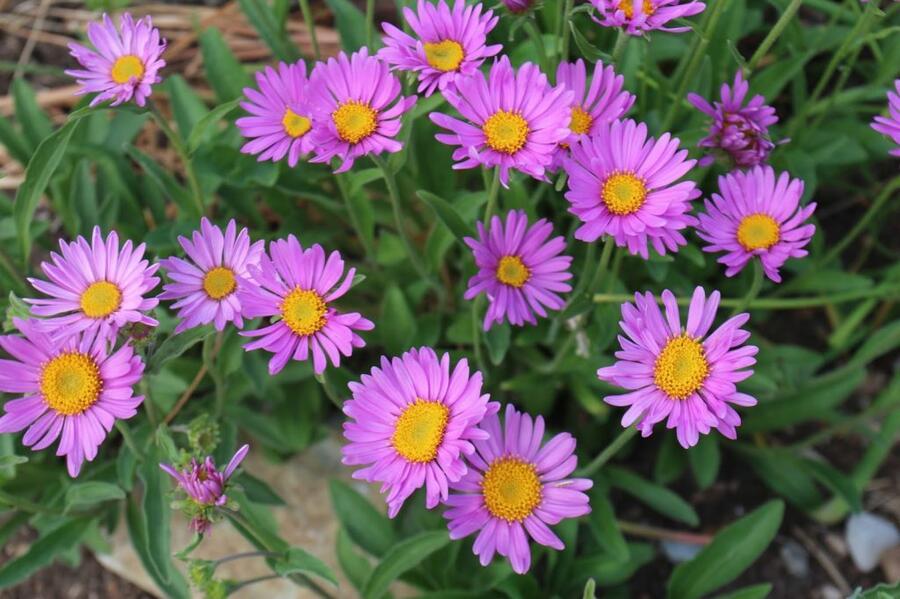 Hvězdnice alpská 'Beauty Rose' - Aster alpinus 'Beauty Rose'