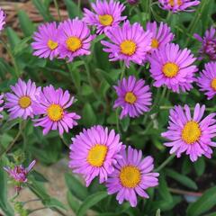 Hvězdnice alpská 'Beauty Rose' - Aster alpinus 'Beauty Rose'