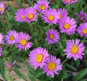 Hvězdnice alpská 'Beauty Rose' - Aster alpinus 'Beauty Rose'