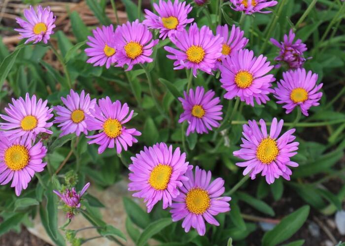 Hvězdnice alpská 'Beauty Rose' - Aster alpinus 'Beauty Rose'