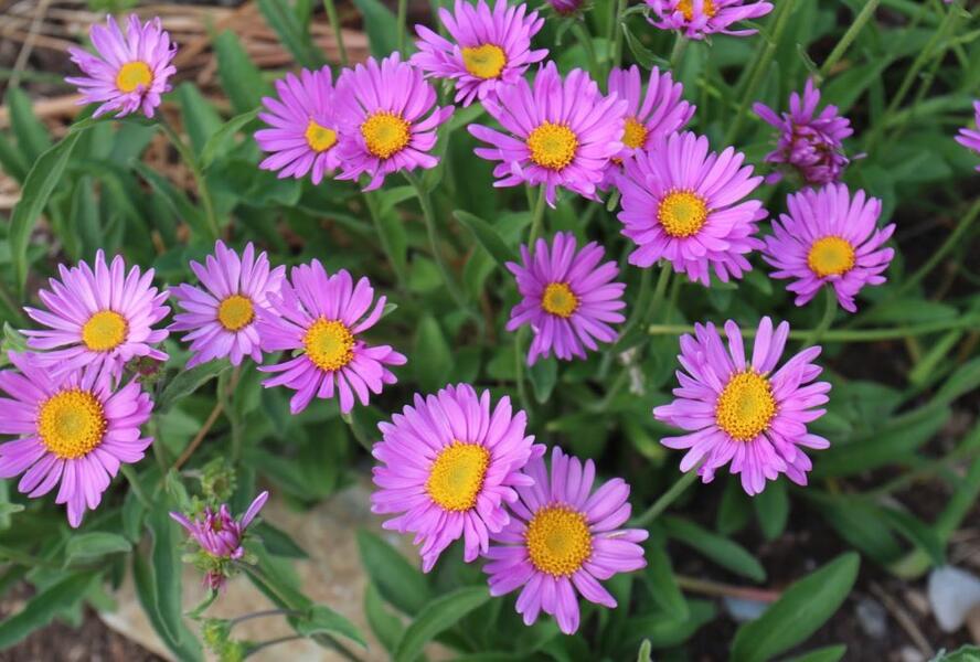 Hvězdnice alpská 'Beauty Rose' - Aster alpinus 'Beauty Rose'