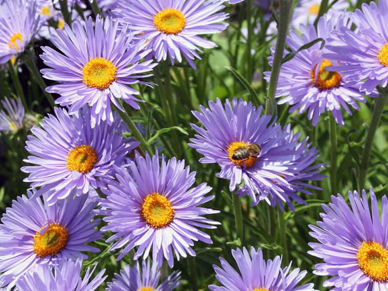 Hvězdnice alpská 'Beauty Blue' - Aster alpinus 'Beauty Blue'