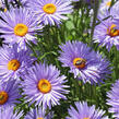 Hvězdnice alpská 'Beauty Blue' - Aster alpinus 'Beauty Blue'