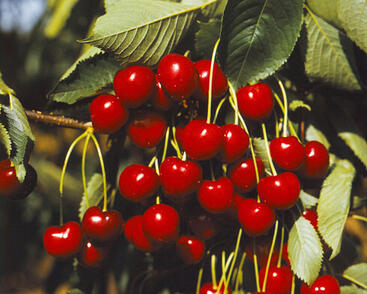 Třešeň raná srdcovka 'Karešova'