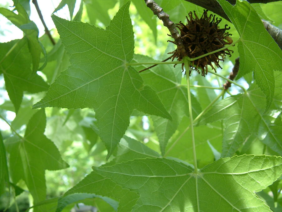 Ambroň západní - Liquidambar styraciflua