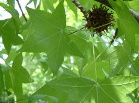 Ambroň západní - Liquidambar styraciflua