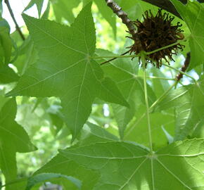 Ambroň západní - Liquidambar styraciflua