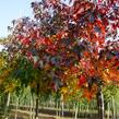 Ambroň západní - Liquidambar styraciflua