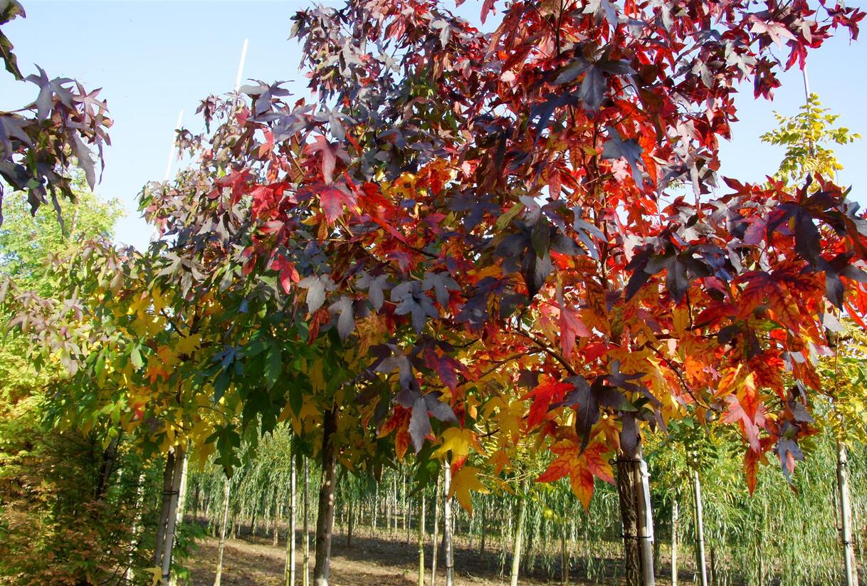 Ambroň západní - Liquidambar styraciflua
