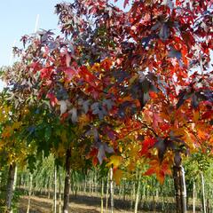 Ambroň západní - Liquidambar styraciflua